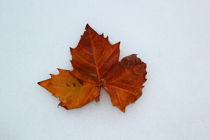 Maple, daun, musim gugur, daun kering, musim dingin, salju, suasana musim dingin