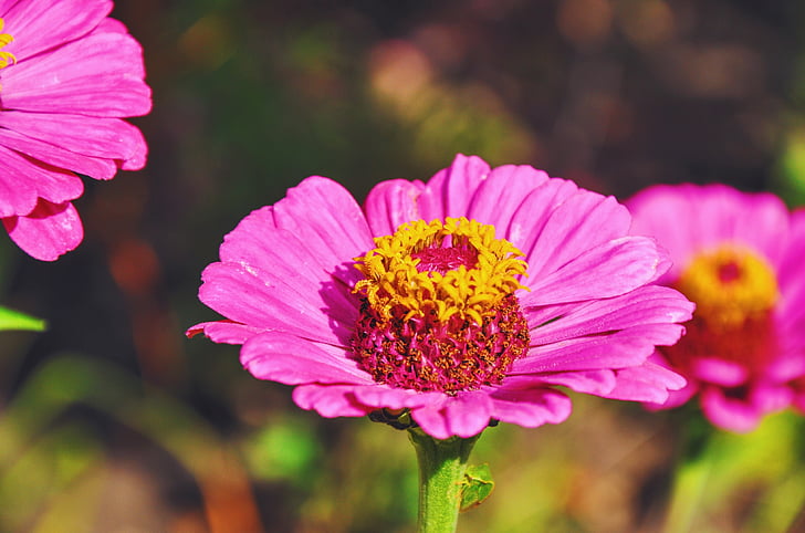 blommor, trädgård, naturen, sommar, sommarblommor, tsiniya, Bloom