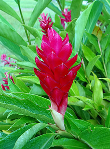 빨간 생강, 꽃, 레드, 타조 깃털, 분홍색 콘 생강, alpinia purpurata, zingiberaceae