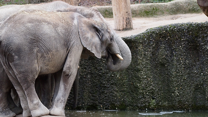 elefante, Parque zoológico, Wuppertal, nadar, hielo