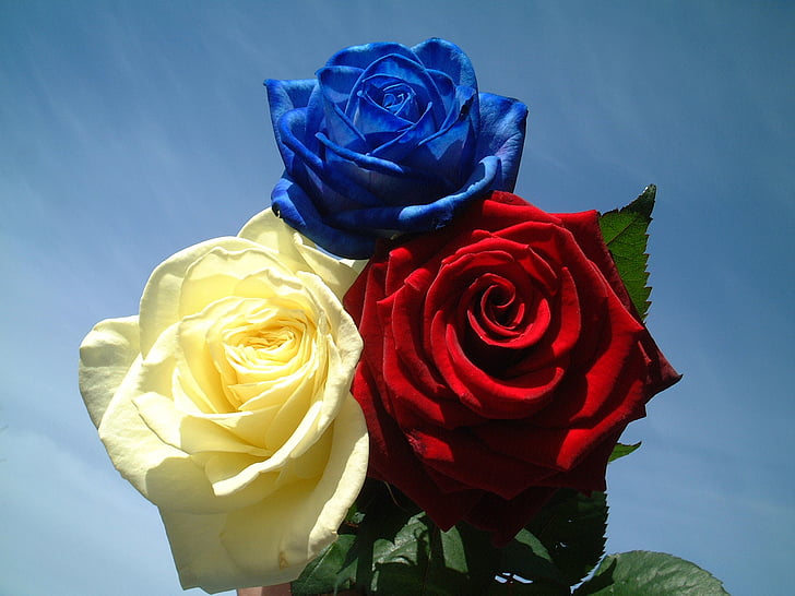 Roses, Ros, flors, jardí, colors, Rosa - flor, natura