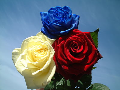 roser, ros, blomster, haven, farver, Rose - blomst, natur