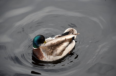 duck, drake, water bird, nature, lake, swim, bird