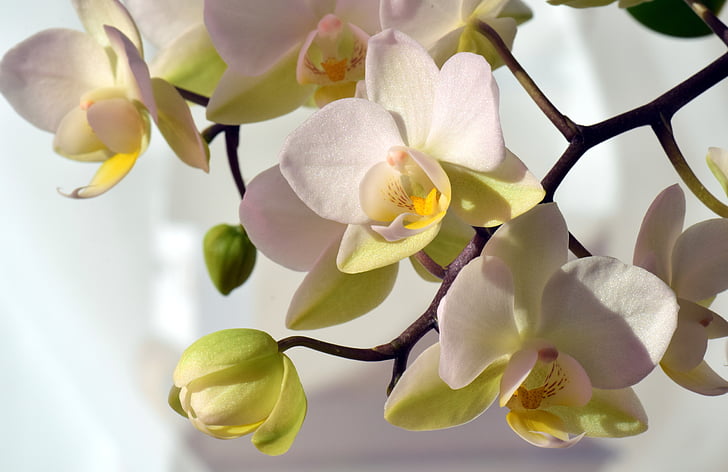 orchid, white, white orchid, flower, blossom, bloom, beautiful