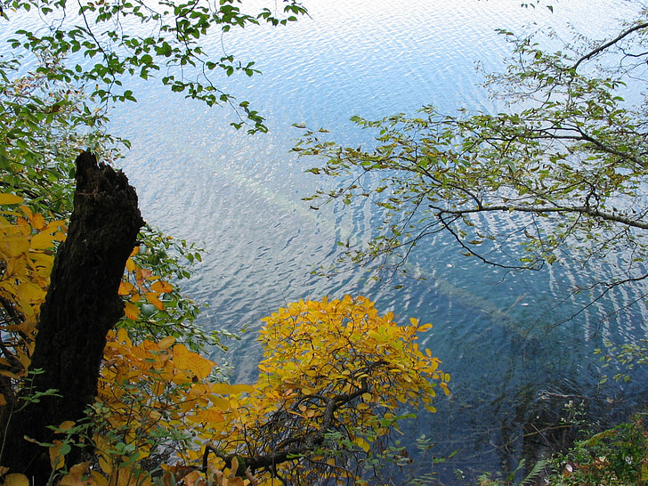 barve jeseni, vode, jezero, drevo v vodi