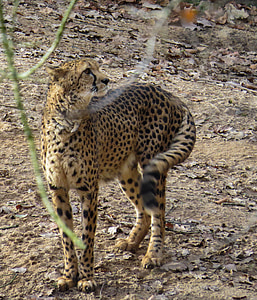 cheetah, animals, predator, cat, speed