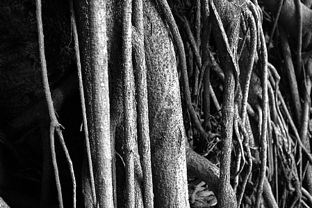 stem, black and white, wood, nature