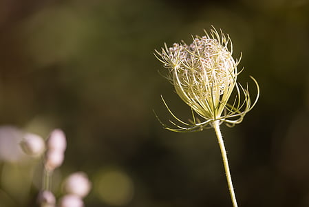 wild carrot, blossom, bloom, plant, wild plant, close, pointed flower