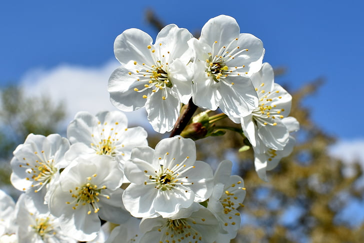 mekar, Blossom, Sakura, Flora, bunga, makro, musim semi