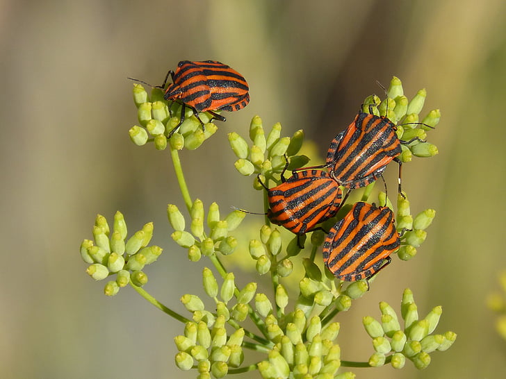 beetles, bugs, reproduction, couple, insects, striped, fennel