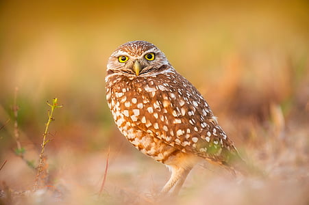 owl, bird, wildlife, macro, closeup, beautiful, landscape