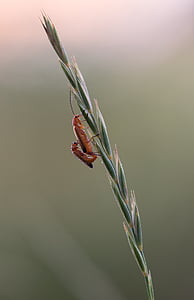 beetle, blade of grass, soldier beetle, nature, insect, red, small