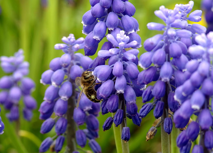 pčela, oprašiti, pelud, med, cvatnje, kukac, nektar