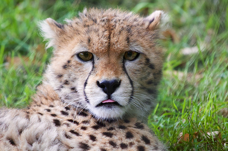 Cheetah cub, Gepard, dzikich zwierząt, zwierząt, Kot, Koci, ładny