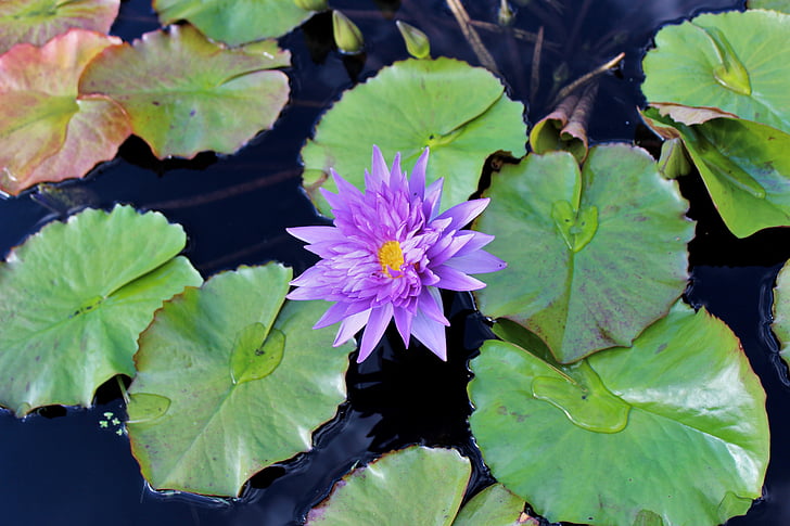 lily, lily pad, flower, water, nature, green, pond