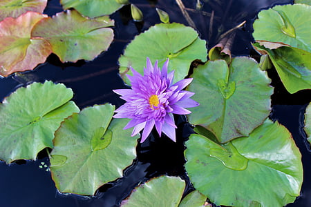 Lily, Lily pad, kvet, vody, Príroda, Zelená, rybník