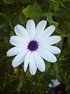biela, kvet, kvety, makro, krásna, fialová, Farba
