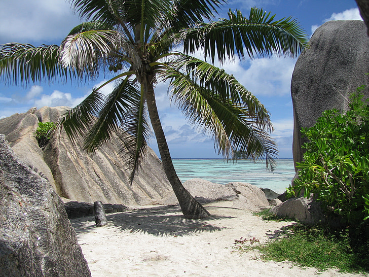 palm, seychelles, la digue, sea, island, indian ocean, idyll