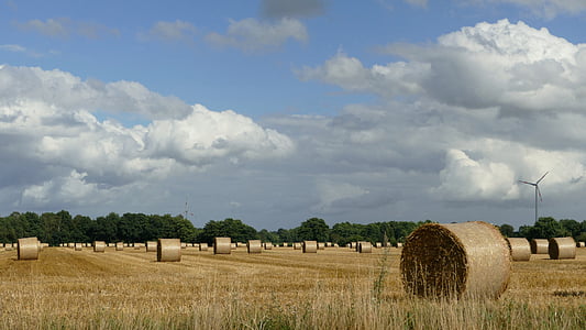 hay, harvest, hay bales, dried grass, agriculture, straw bales, field