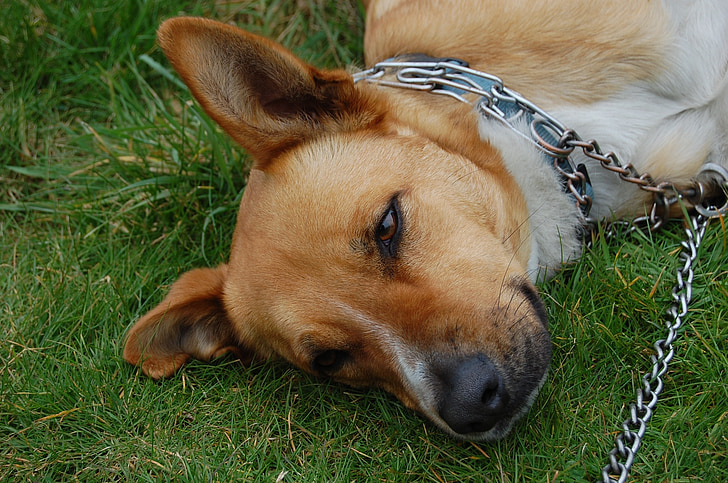 dog, animal, brown, white, grass, lying, necklace