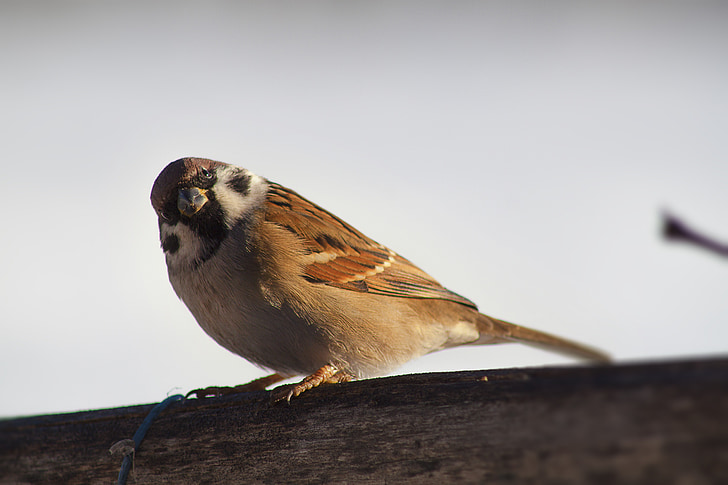 sparrow, bird, closeup, nature, natural, wildlife, animal