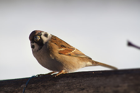 Sparrow, fuglen, Nærbilde, natur, naturlig, dyreliv, dyr