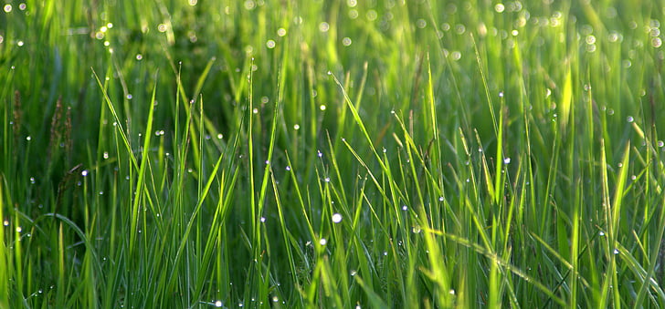 gräs, Rosa, droppar vatten, vatten, morgon, äng, våt