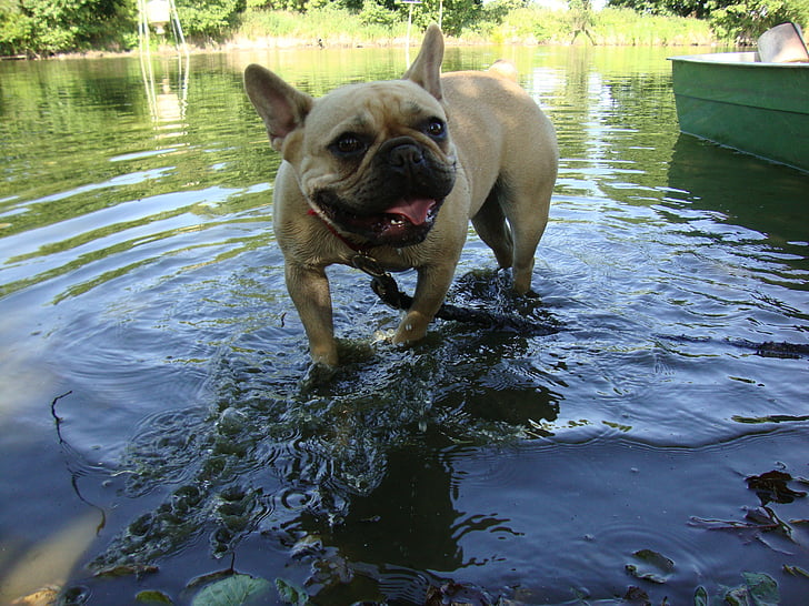 вода, куче, лято, кученце, езеро, булдог мопс, домашни любимци