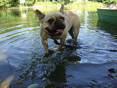 น้ำ, สุนัข, ฤดูร้อน, สุนัข, ทะเลสาบ, ปั๊กบูลด็อก, สัตว์เลี้ยง