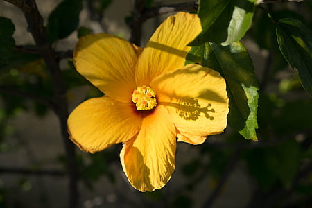 ハイビスカス, 黄色の花, 単一の黄色の花, フロリダ州, 美しい, 自然, 明るい