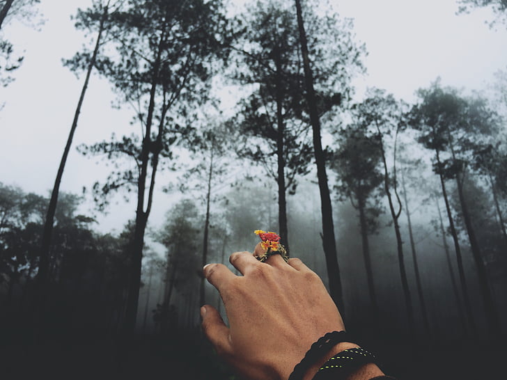 flowers, fog, hand, mist, nature, outdoors, trees