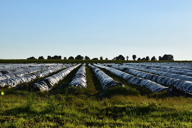 asparagus field, horizon, evening, agriculture