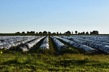 asparges felt, horisonten, aften, landbrug