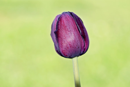 flor, Tulipa, flor, flor, vermelho, schnittblume, flor de primavera