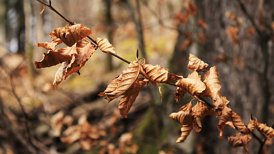 foglie, autunno, pianta, albero, natura, autunno dorato, foglia