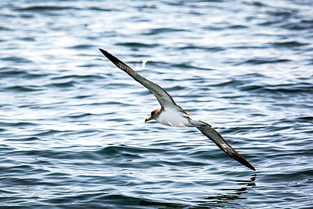 seagull, gull, water, bird, flying, waterfowl, sea