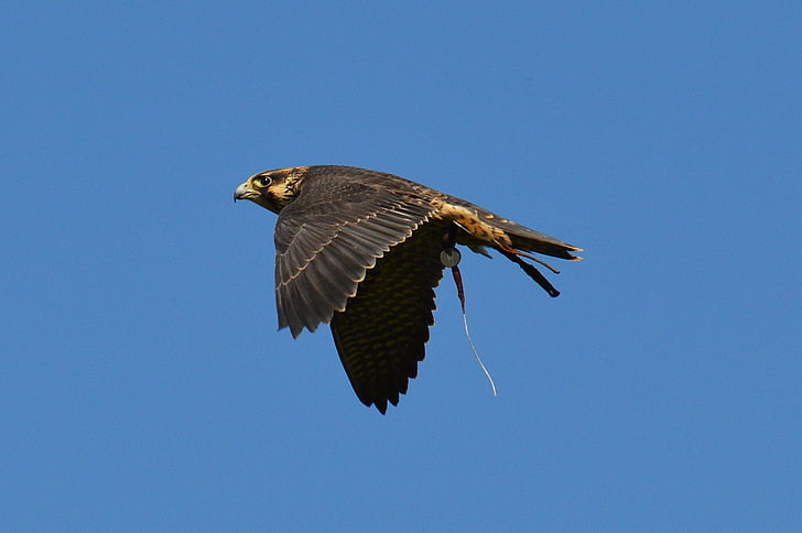 falcon, wildpark poing, flight, fly, raptor, wild animal, feather