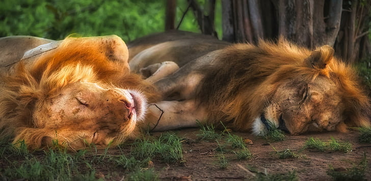 sư tử, động vật, động vật hoang dã, Châu Phi, Safari, Nam, động vật ăn thịt