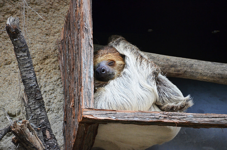 sloth, animal, lazy, sleep, rest