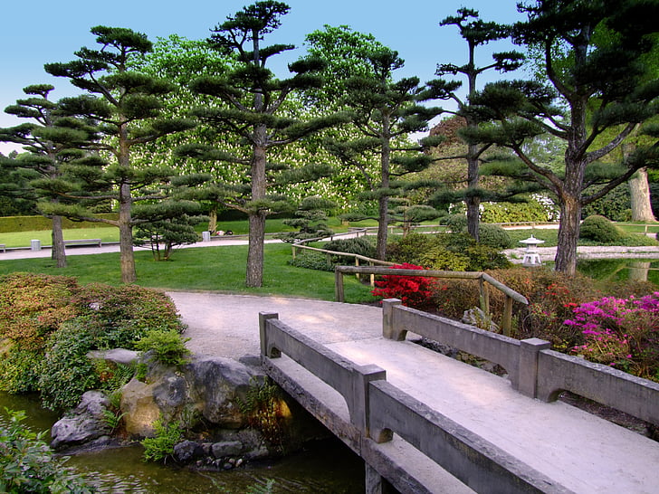 paisatge, jardí japonès, jardí, Parc, Pont, Düsseldorf, el parc del nord