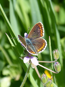 Метелик, Aricia cramera, брюнетка, moreneta Південний, докладно