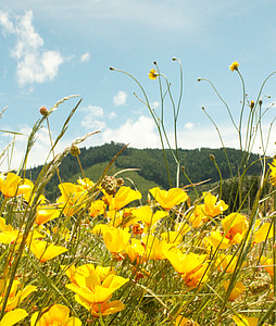 mountain, flowers, yellow, landscape, poppy, nature, outdoors