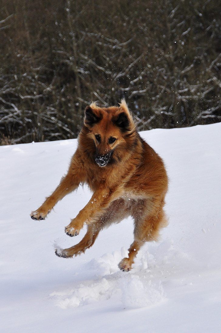 koer, mängida, hüpata, talvel, lumi, tamine, lõbus