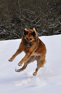 pes, igra, skok, pozimi, sneg, razposajenost, zabavno
