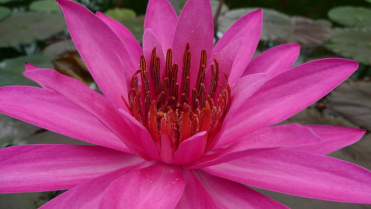 flower, water lily, aquatic plant, pink water lily, teichplanze, water flower