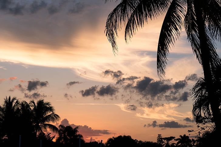 Sunset, Palms, pilvet