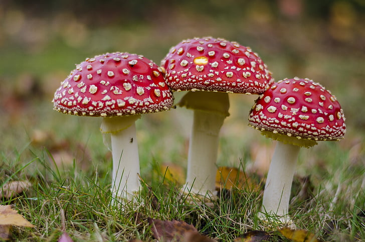 fly agaric, grass, mushroom, toxic, autumn, gift, red