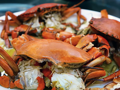 Krabbe, gedünstet, Meeresfrüchte, Essen, frisch, Orange, Kochen