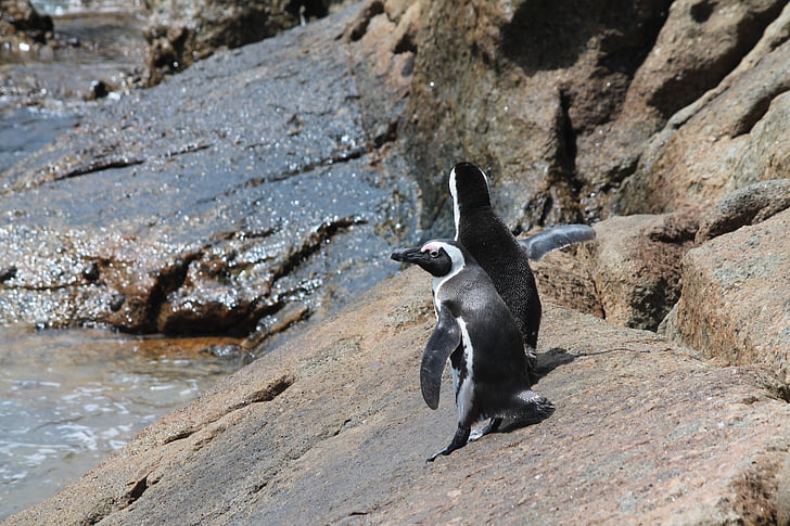 pingviner, Sør-Afrika, blokker beach, Cape point