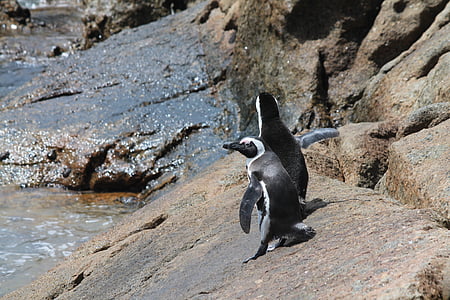 pingüins, Sud-àfrica, platja de roques, punt de ciutat cap